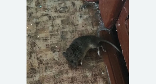 Дезинфекция от мышей в Бердске