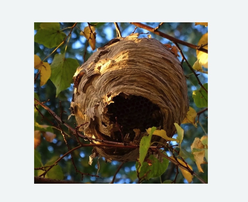 Обработка от шершней в Бердске