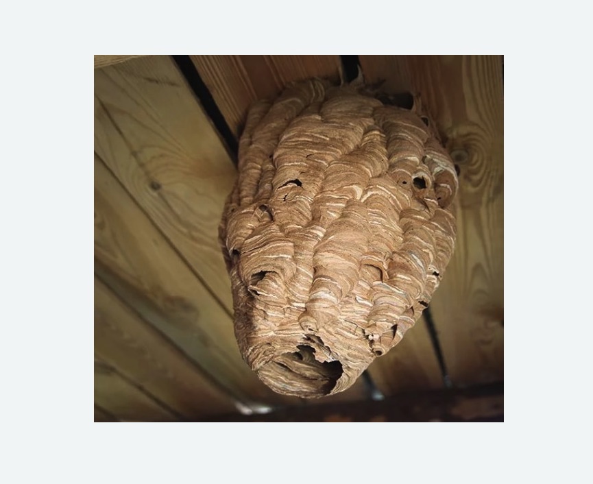 обработка от шершней в Бердске