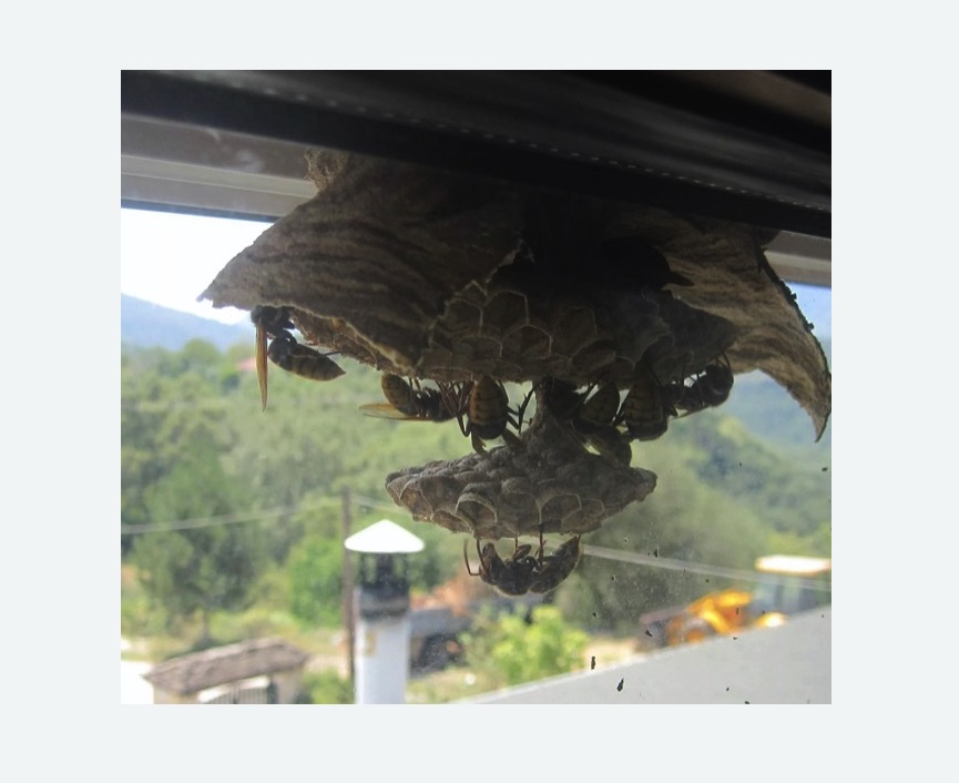 Уничтожение гнёзд шершней в Бердске