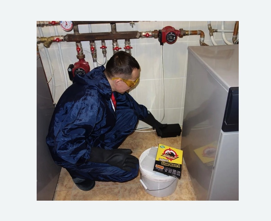 Уничтожение крыс в Бердске