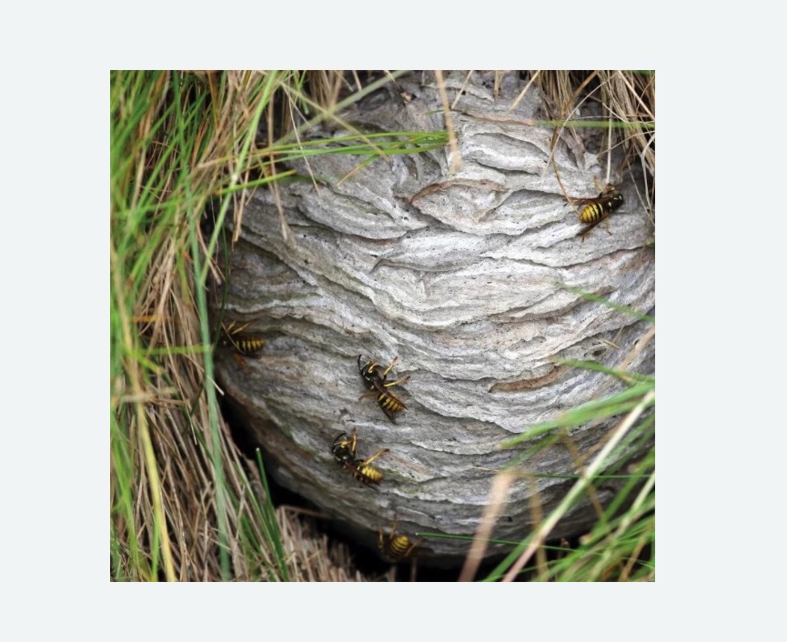 Уничтожение ос и ульев в Бердске